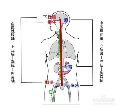 乳腺增生外用藥能治好乳腺增生麼