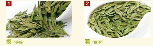 黃山毛尖是什麼茶