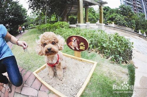 如何飼養兩個月大的貴賓幼年犬