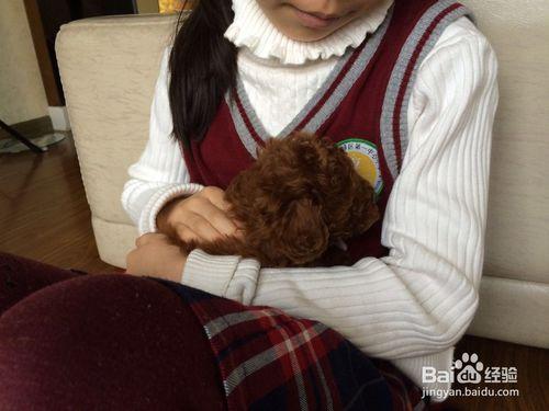 如何飼養兩個月大的貴賓幼年犬