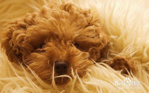 如何飼養兩個月大的貴賓幼年犬