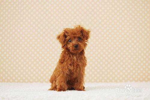 如何飼養兩個月大的貴賓幼年犬