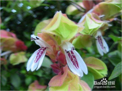 蝦衣花種植技術