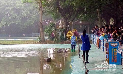 廣州長隆鱷魚公園一日遊攻略