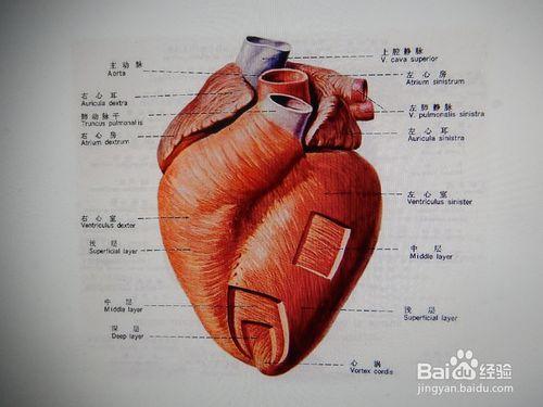 怎麼保護好心臟？