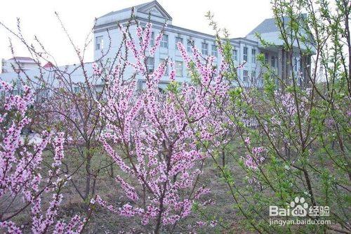 在東北大學秦皇島分校上學的親身體驗