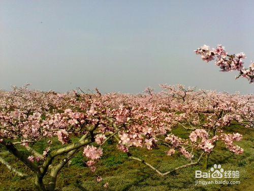 人面桃花相映紅，旅遊看桃花策略