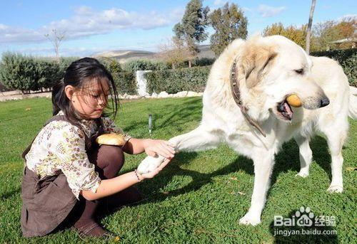 幼犬到家7天內飼養及照顧方法