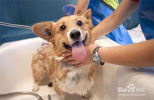 幼犬到家7天內飼養及照顧方法