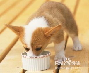 幼犬到家7天內飼養及照顧方法