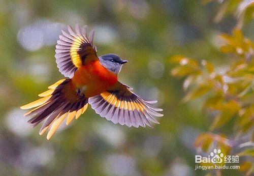 野外觀鳥應該注意什麼？