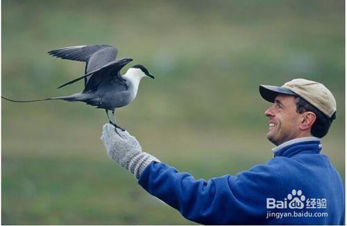 野外觀鳥應該注意什麼？