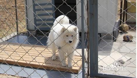 夏季養寵物犬注意哪些事項