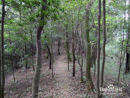 深圳塘朗山登山經驗