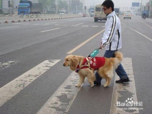 巧克力對於金毛犬屬於毒藥？