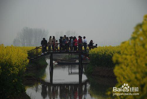 興化千垛油菜化旅遊攻略