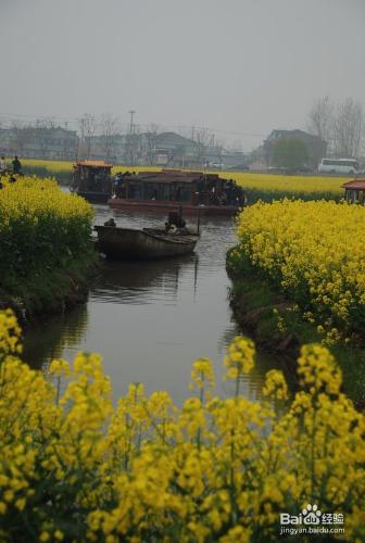 興化千垛油菜化旅遊攻略