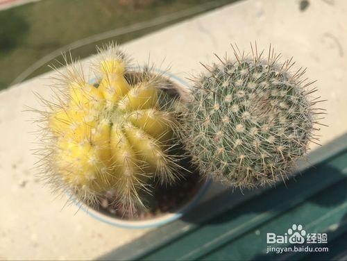 從花店裡買來的仙人掌類植物要如何照顧