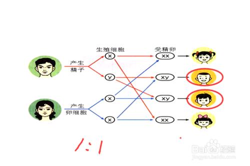 生男孩的祕訣和科學方法（圖文）