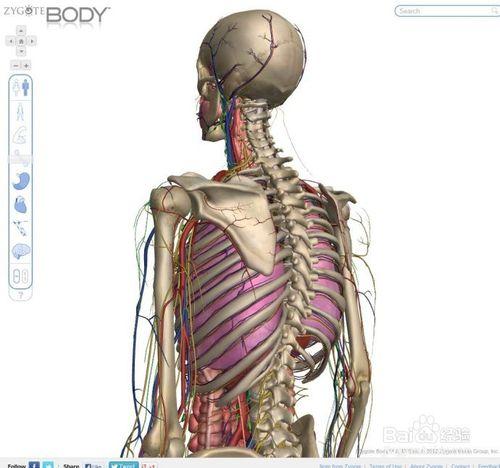 ZygoteBody谷歌人體3D瀏覽器，XP系統下怎麼訪問