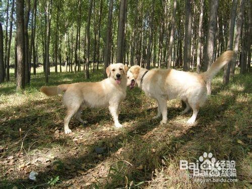 金毛犬的飼養方法