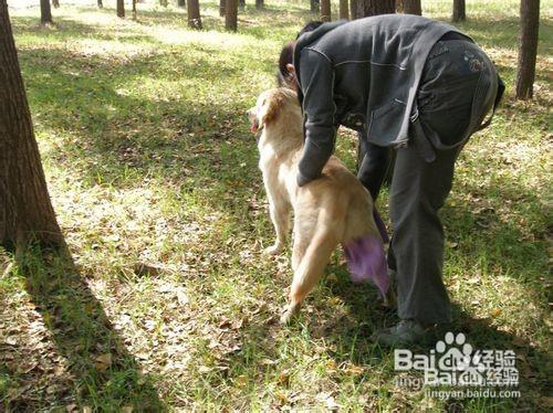 金毛犬的飼養方法