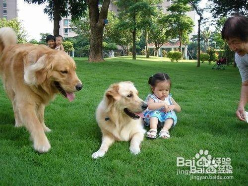 金毛犬的飼養方法