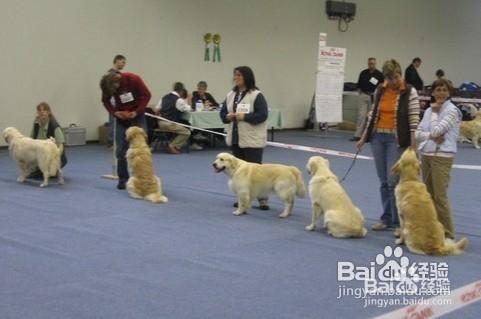 金毛犬的飼養方法