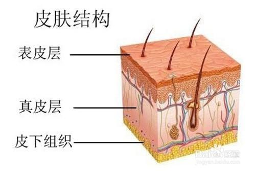 面板的結構及影響面板的因素