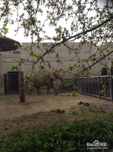 去北京動物園看什麼動物