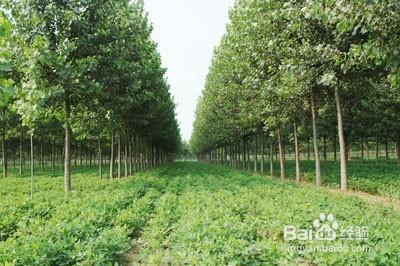 吉林種什麼樹好？