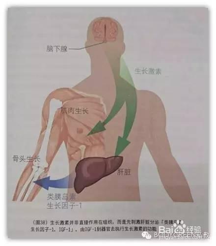 關於生長激素你瞭解多少？