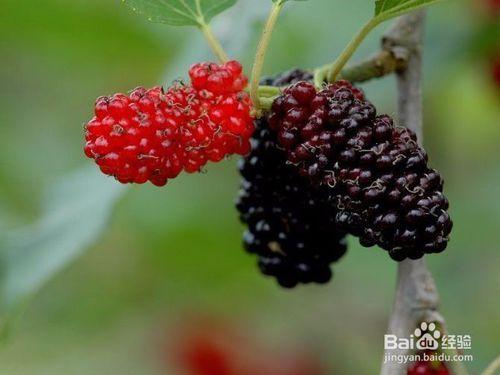 吃什麼樣的水果，有什麼的益處，你知道麼?