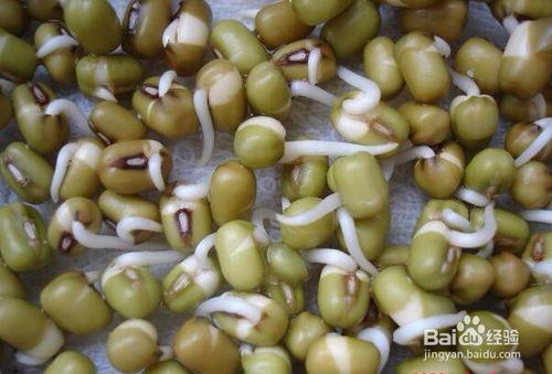 怎樣製作綠豆豆芽
