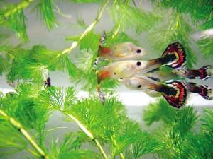 漂亮的孔雀魚鸚鵡魚養殖方法