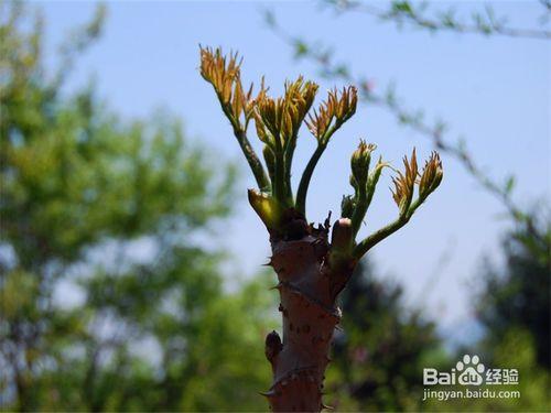 伊春旅遊攻略之茅蘭溝國家森林公園