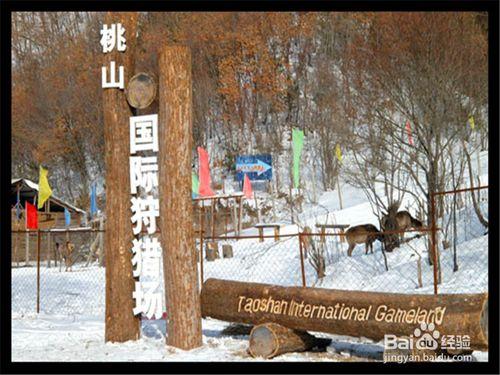 伊春旅遊攻略之桃山國家森林公園