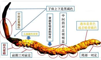 冬蟲夏草的好處及儲存方法