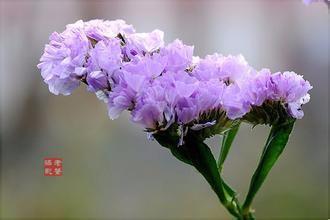 怎樣培育美麗的“勿忘我”花