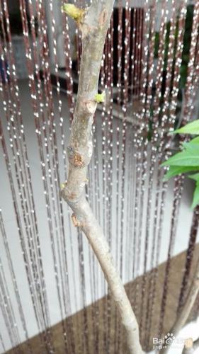如何在陽臺種一棵香椿樹