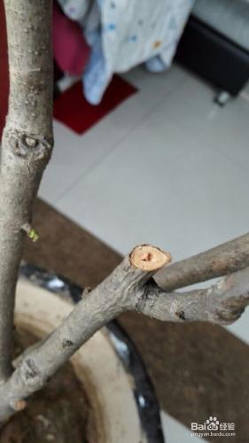 如何在陽臺種一棵香椿樹