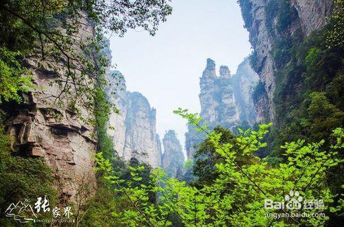 完美-旅行-美麗張家界我的旅行我做主