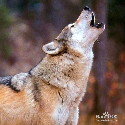 狼和狗的區別 聽語音