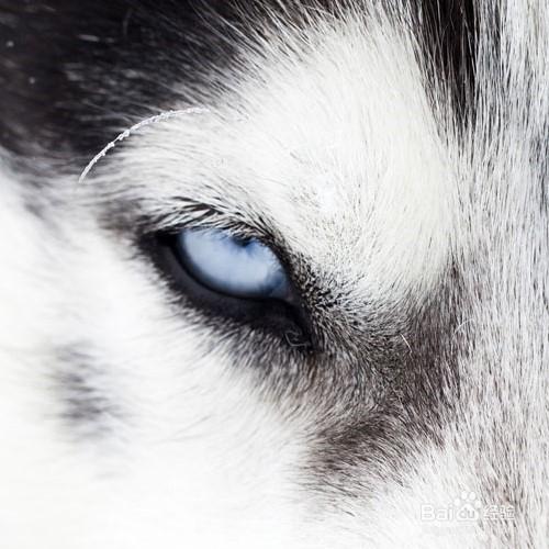 狼和狗的區別 聽語音