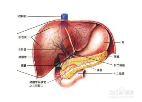 吃哪些食物，可以保護我們的肝臟 聽語音