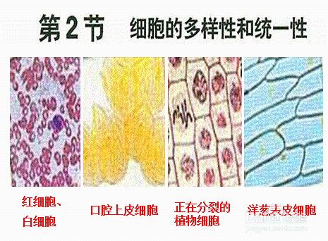 細胞的多樣性和統一性