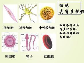 細胞的多樣性和統一性