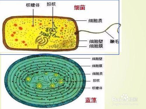 細胞的多樣性和統一性