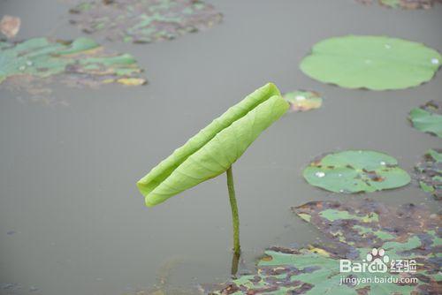 如何拍出美美噠荷花照片？