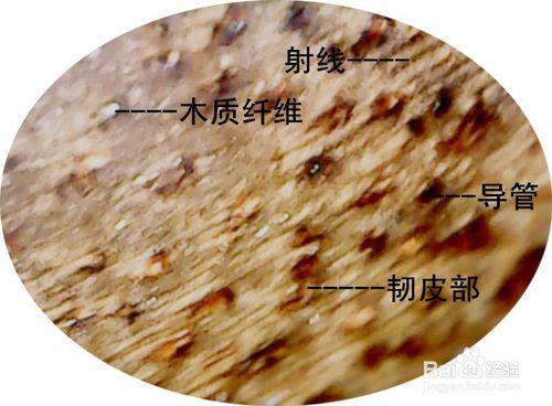 沉香怎麼鑑別